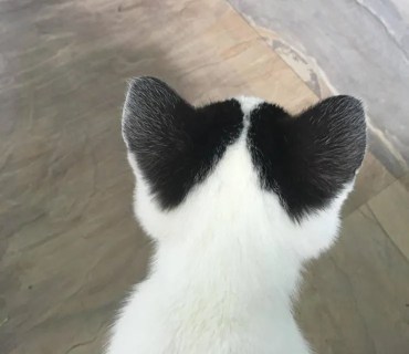 Chat avec des oreilles de coeur